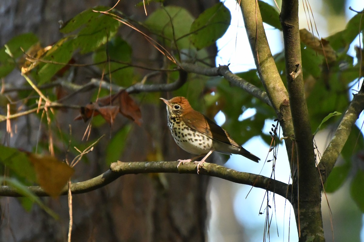 flekkskogtrost - ML643103971