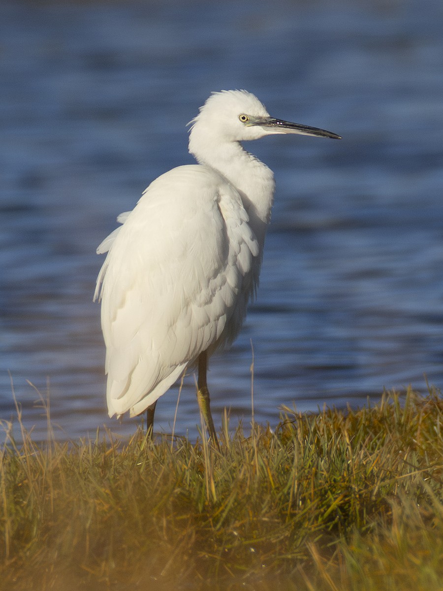 Little Egret - ML643103974
