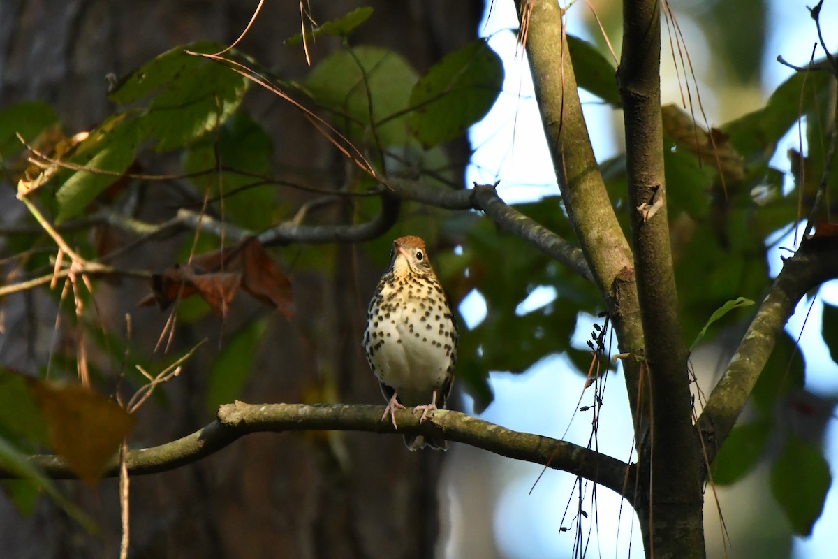 flekkskogtrost - ML643103985