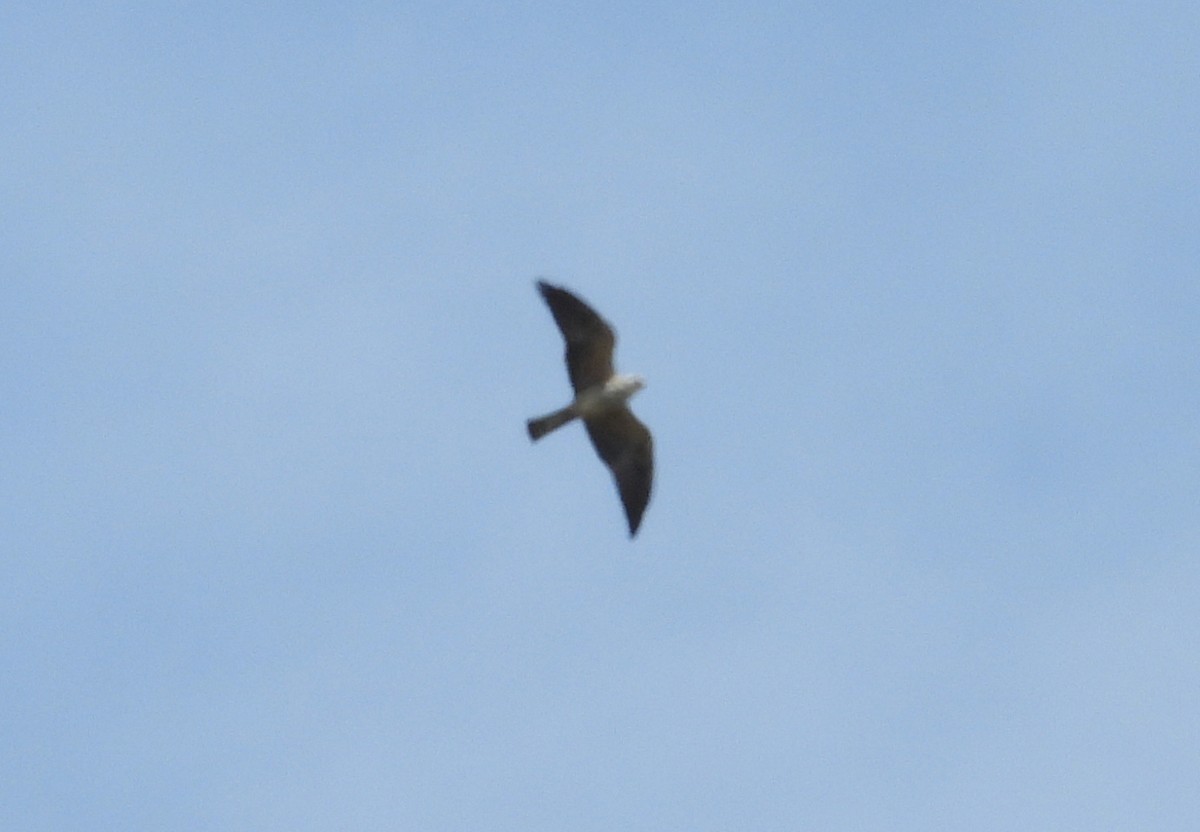 Mississippi Kite - ML643103986