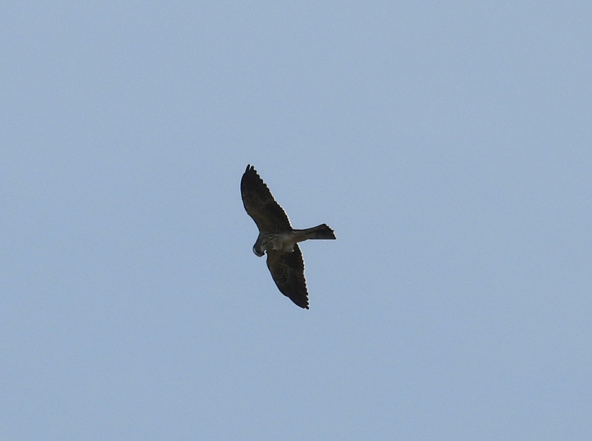 Mississippi Kite - ML643103987