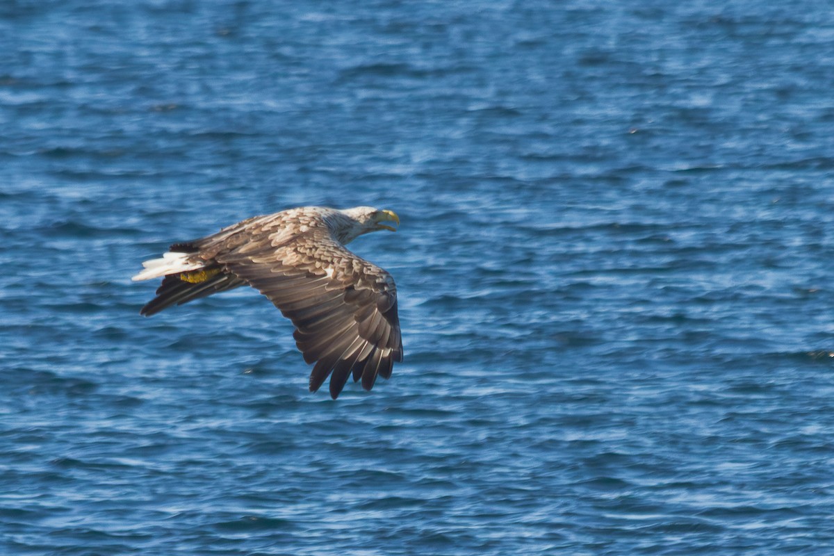havørn - ML643103989