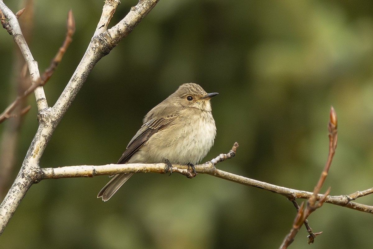 Spotted Flycatcher - ML643103992