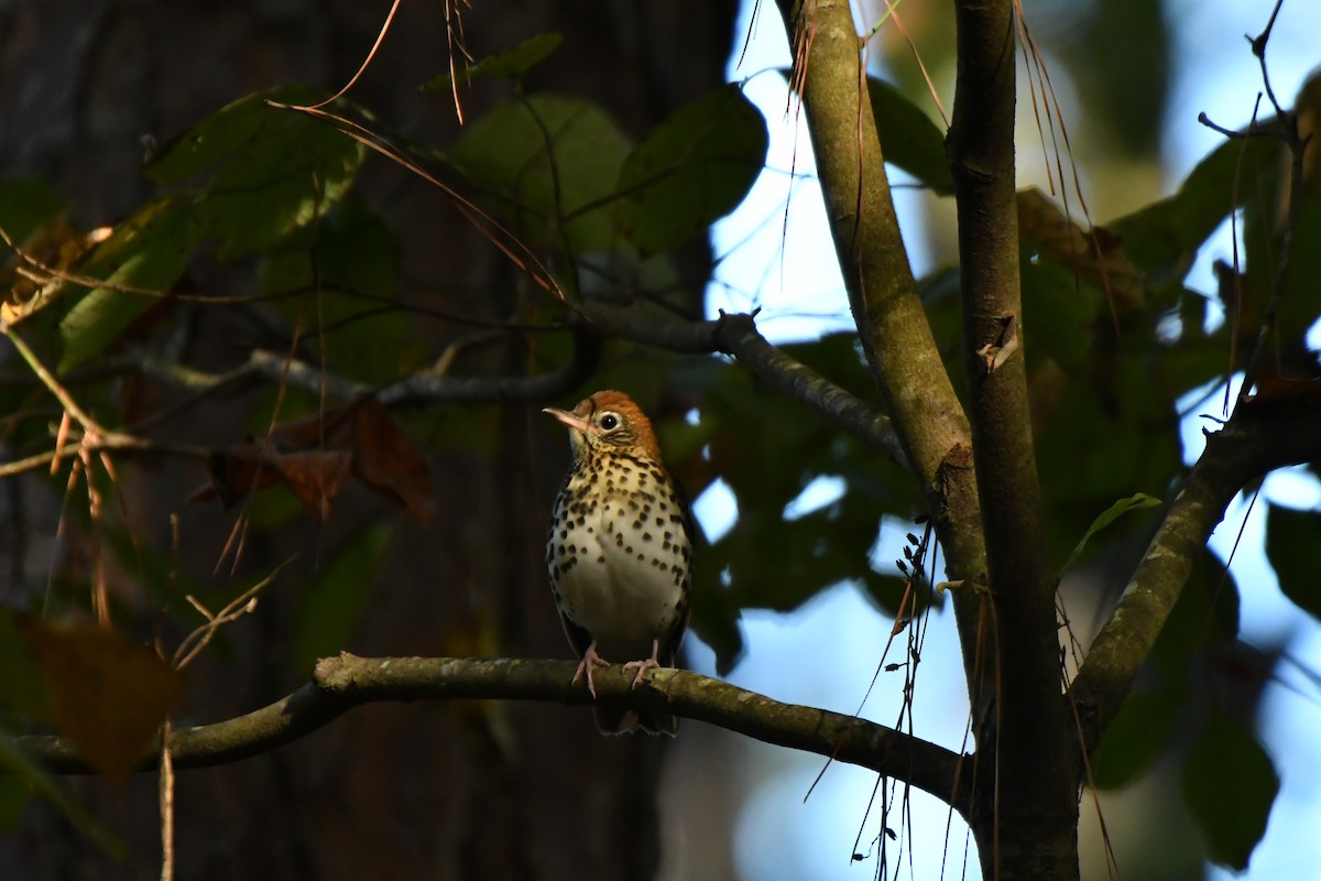 flekkskogtrost - ML643104003