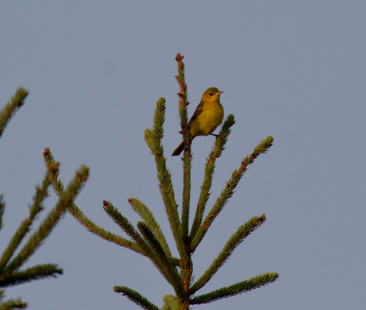 Orchard Oriole - ML643104012