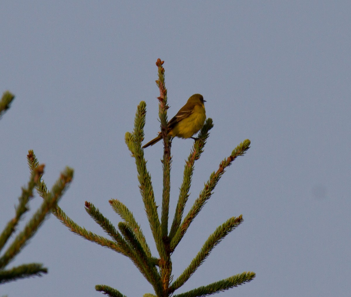 Orchard Oriole - ML643104013