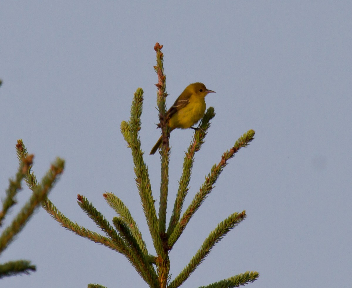 Orchard Oriole - ML643104014