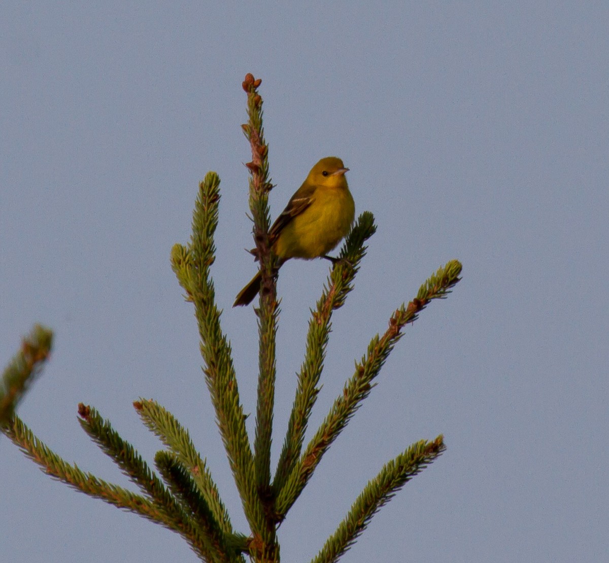 Orchard Oriole - ML643104015