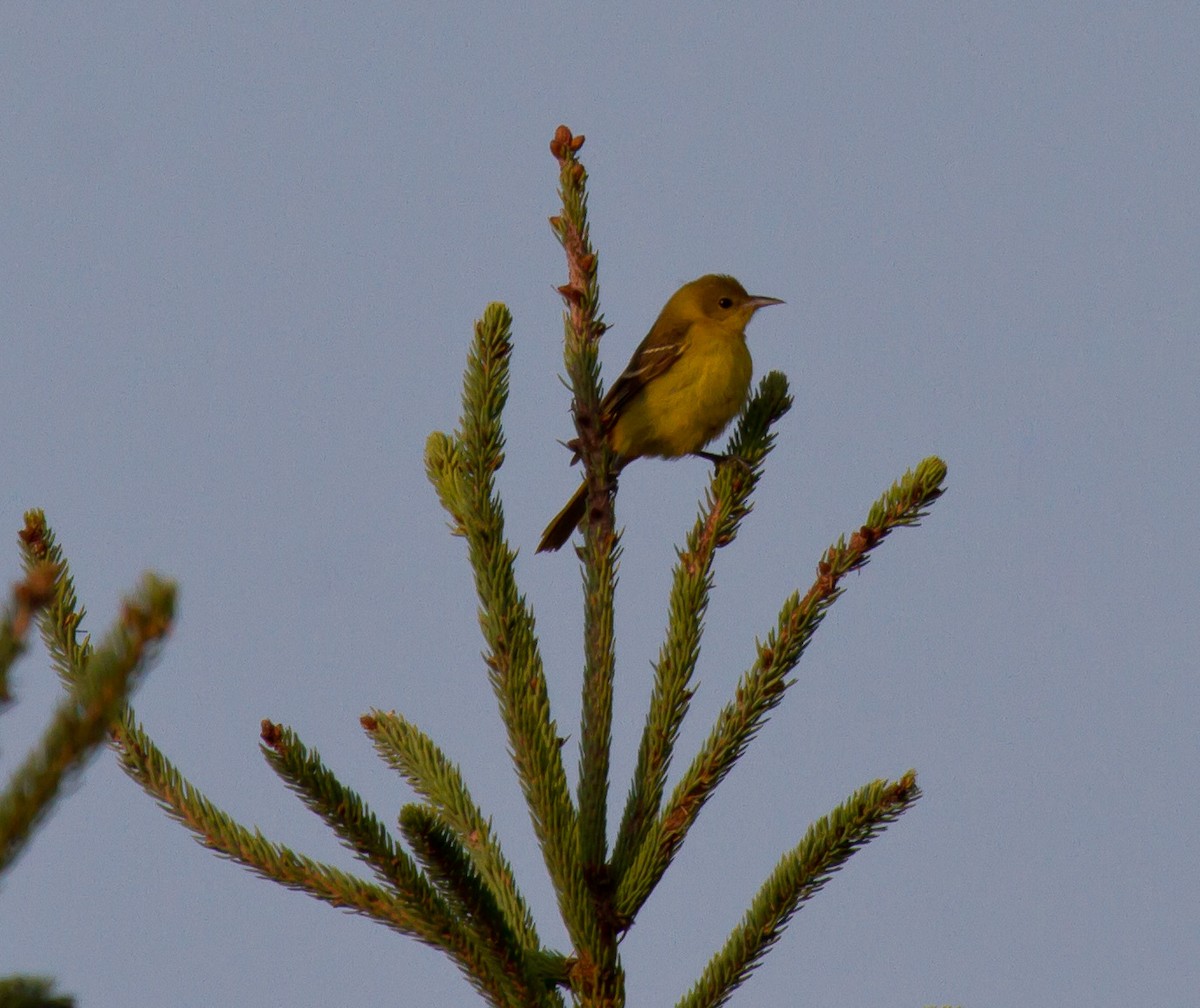 Orchard Oriole - ML643104016