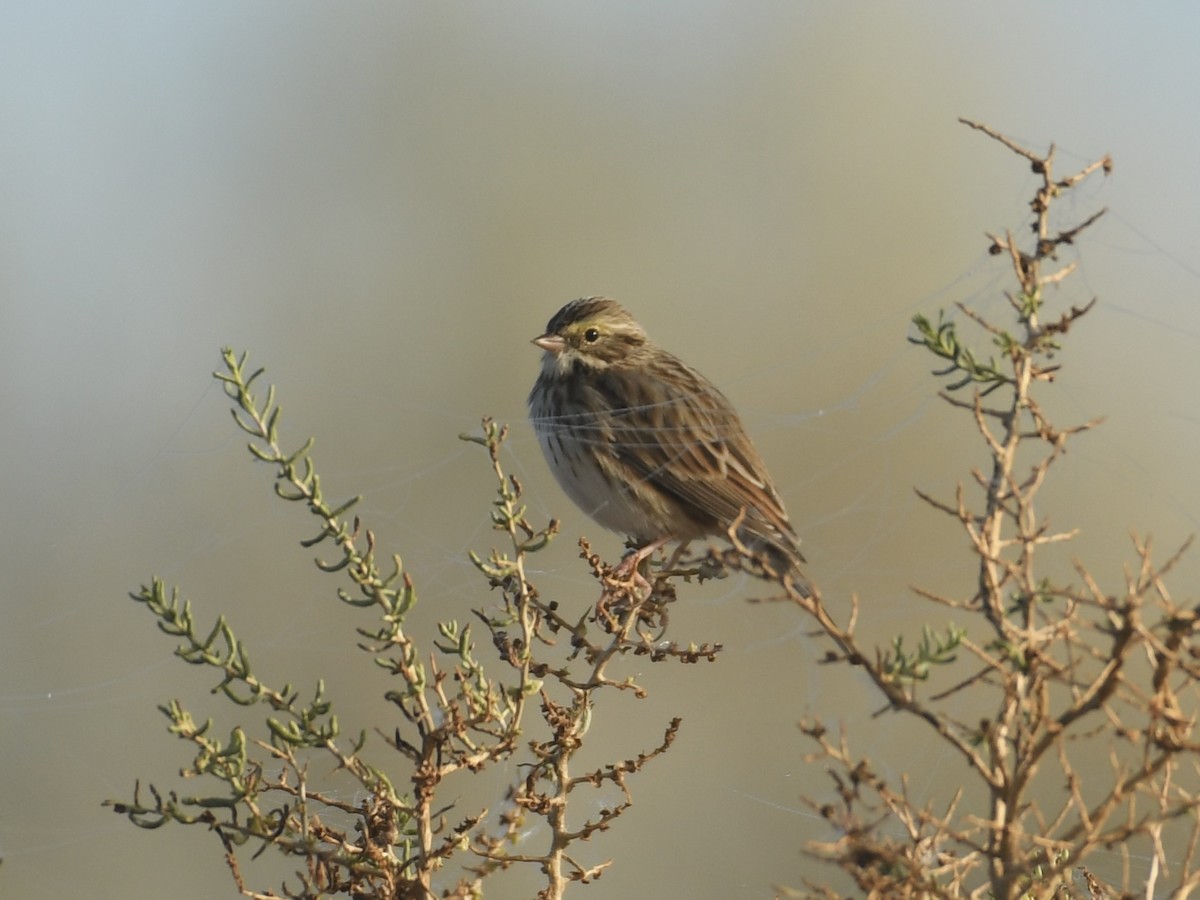 Savannah Sparrow - ML643104052