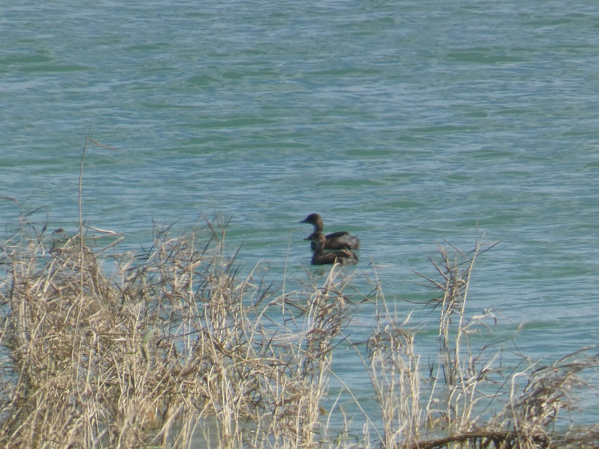 Little Grebe - ML643104072