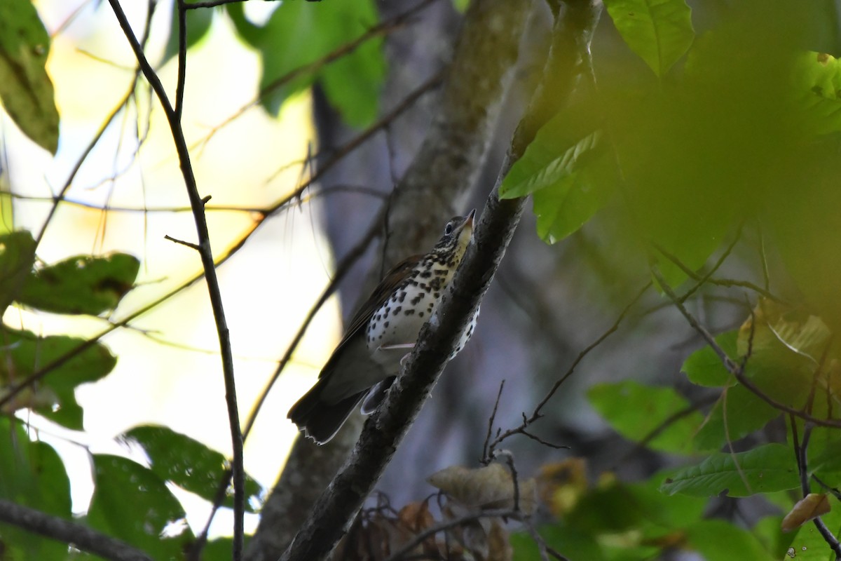 flekkskogtrost - ML643104075