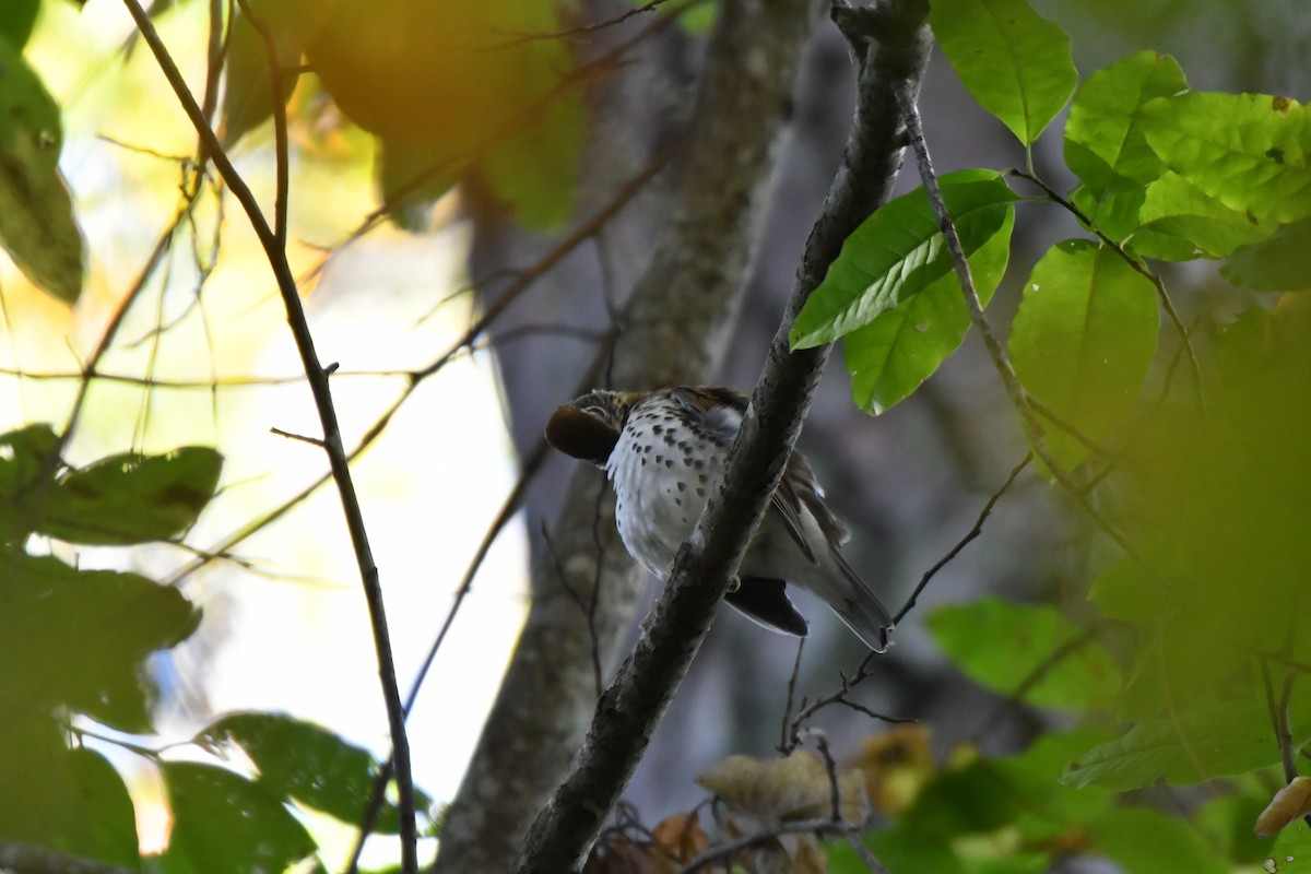 flekkskogtrost - ML643104086