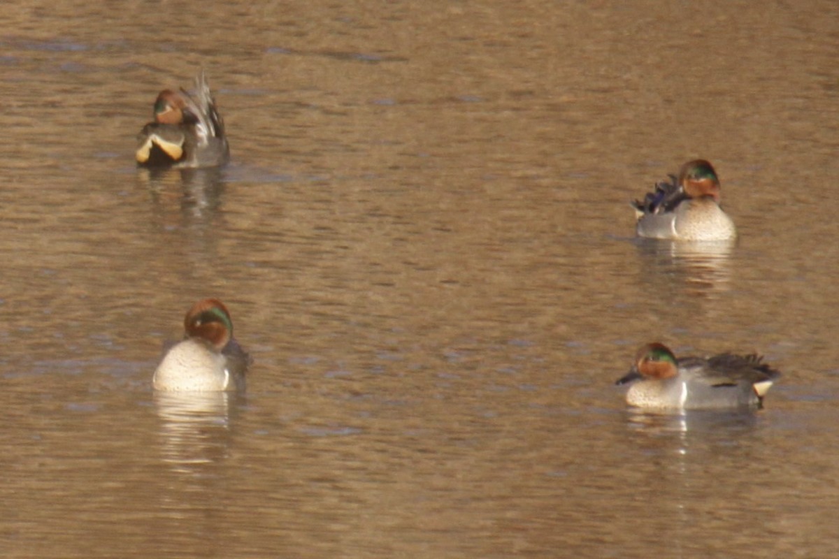 Çamurcun - ML643104093