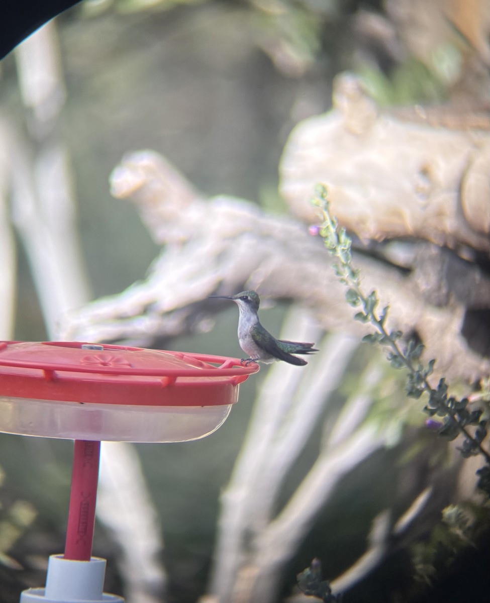 Ruby-throated Hummingbird - ML643104122