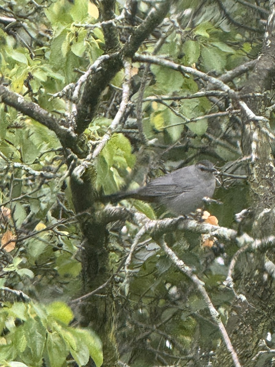 Gray Catbird - ML643104125