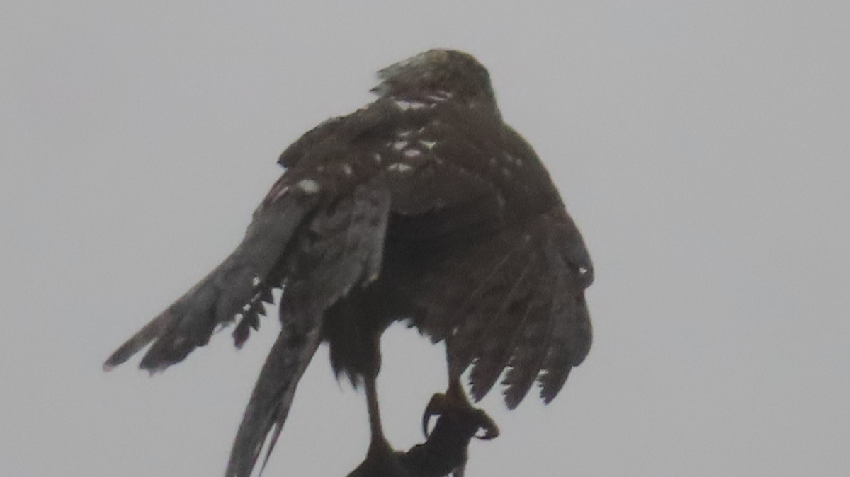 Краснохвостый канюк - ML643104128