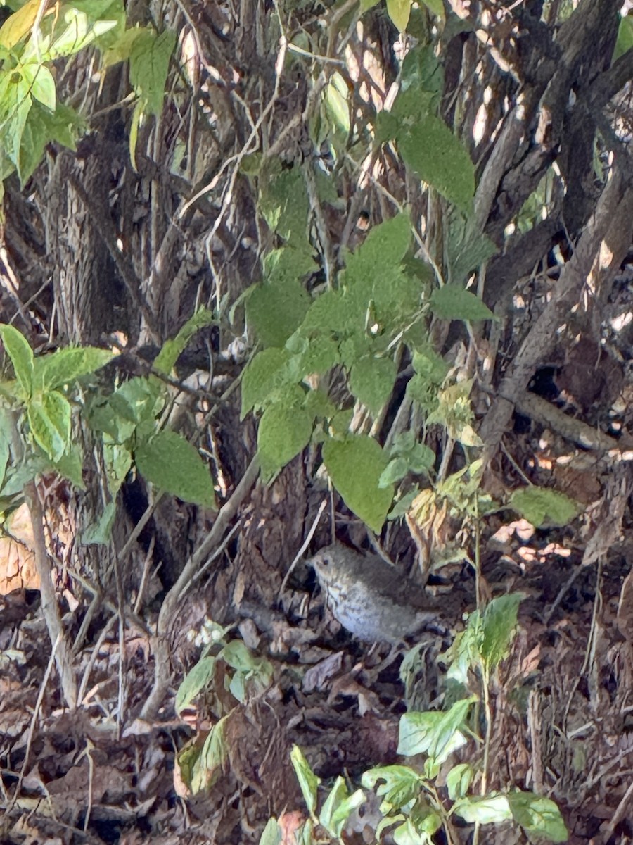 Hermit Thrush - ML643104131