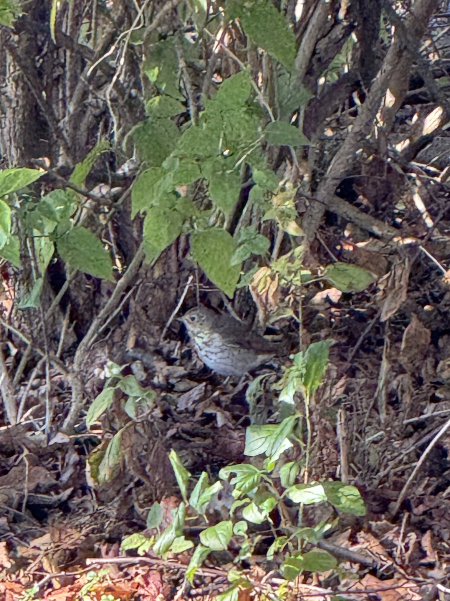 Hermit Thrush - ML643104132