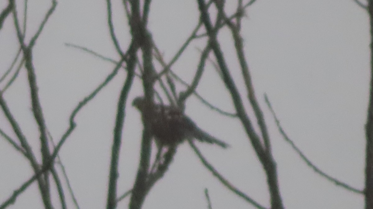 Краснохвостый канюк - ML643104142