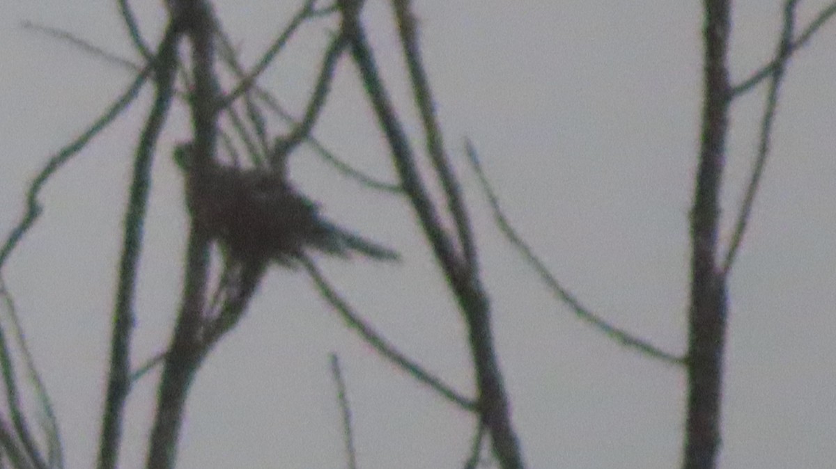 Краснохвостый канюк - ML643104150