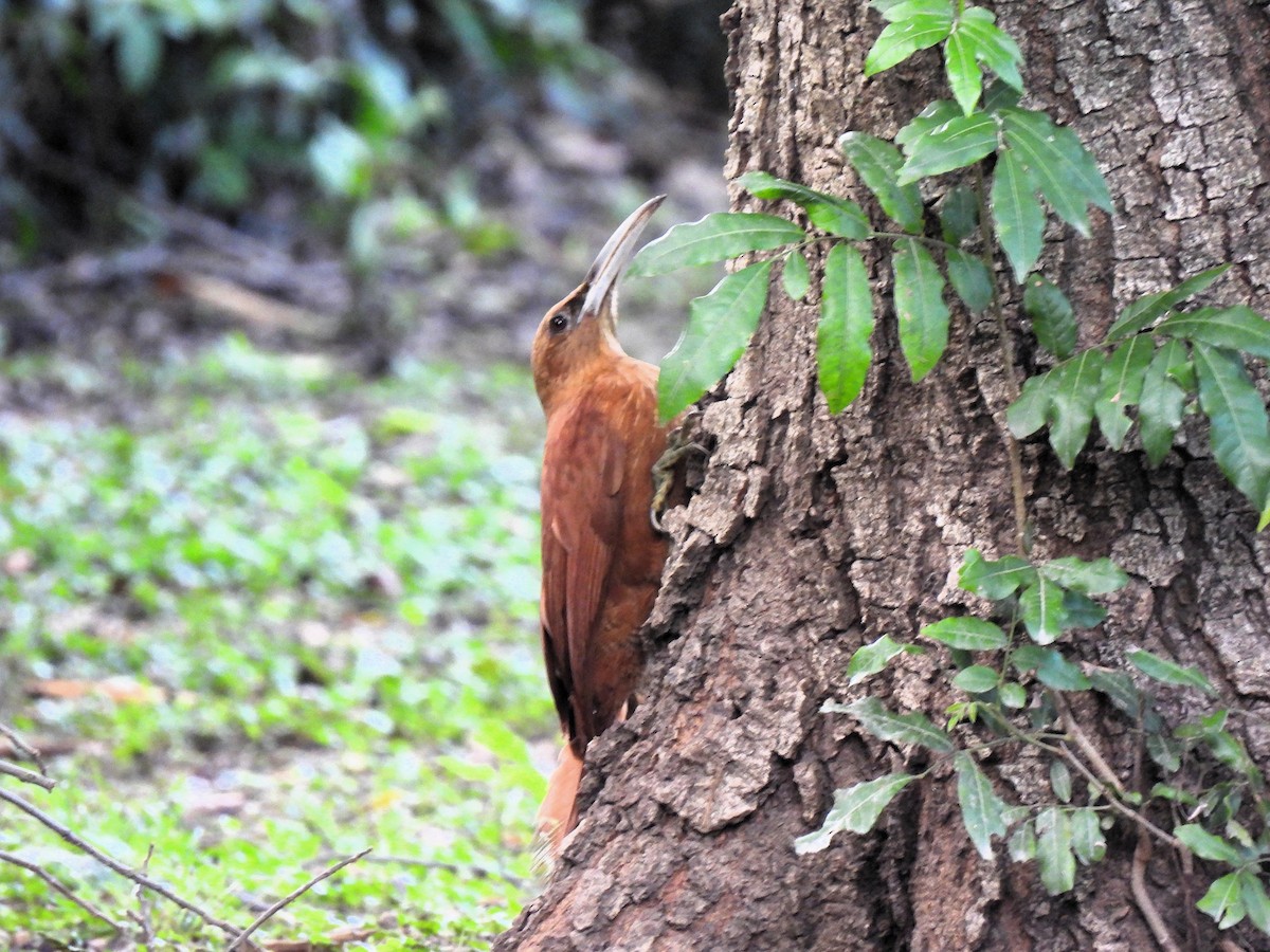 Great Rufous Woodcreeper - ML643104152