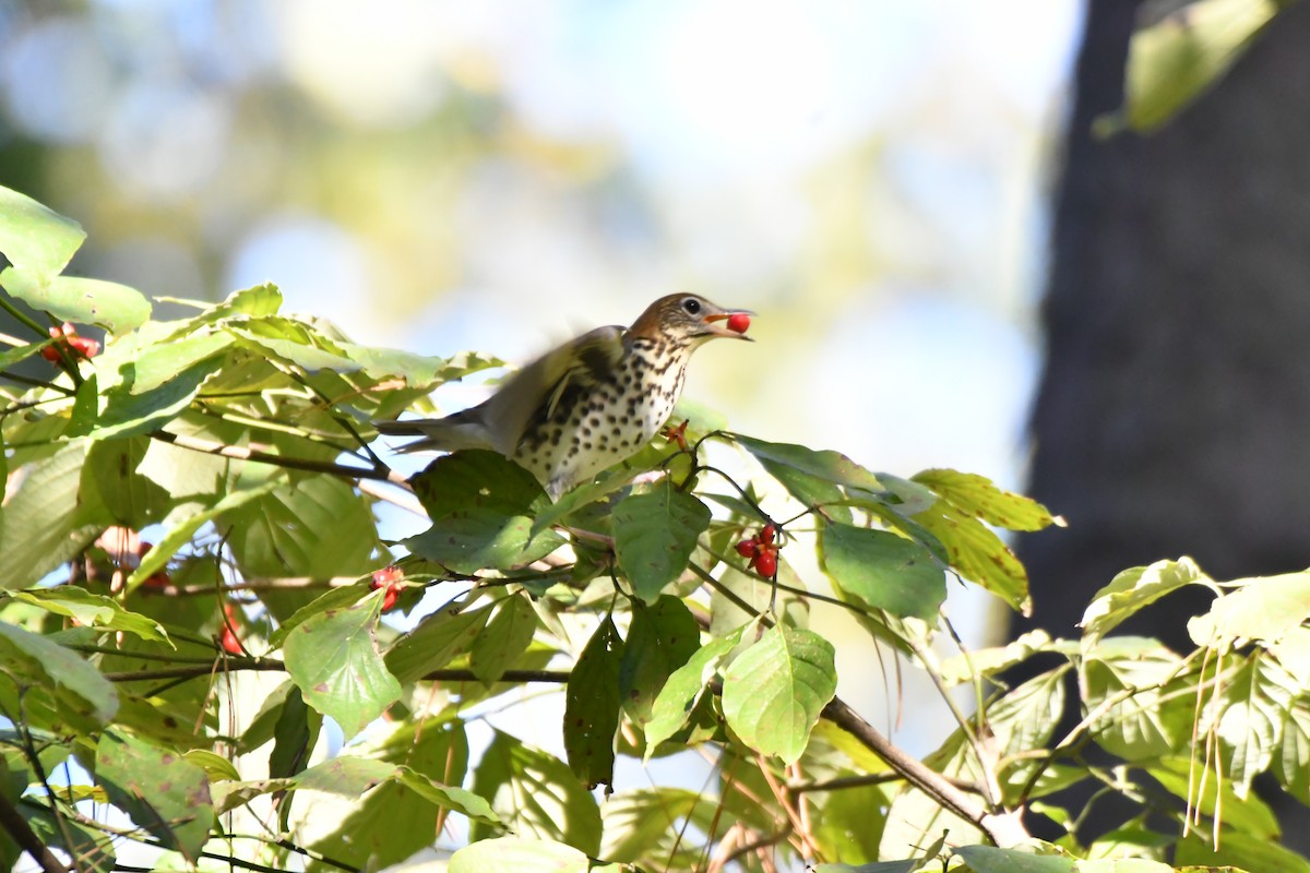 flekkskogtrost - ML643104158