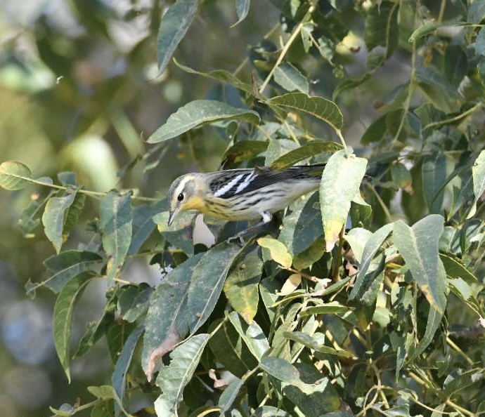 Blackburnian Warbler - ML643104180
