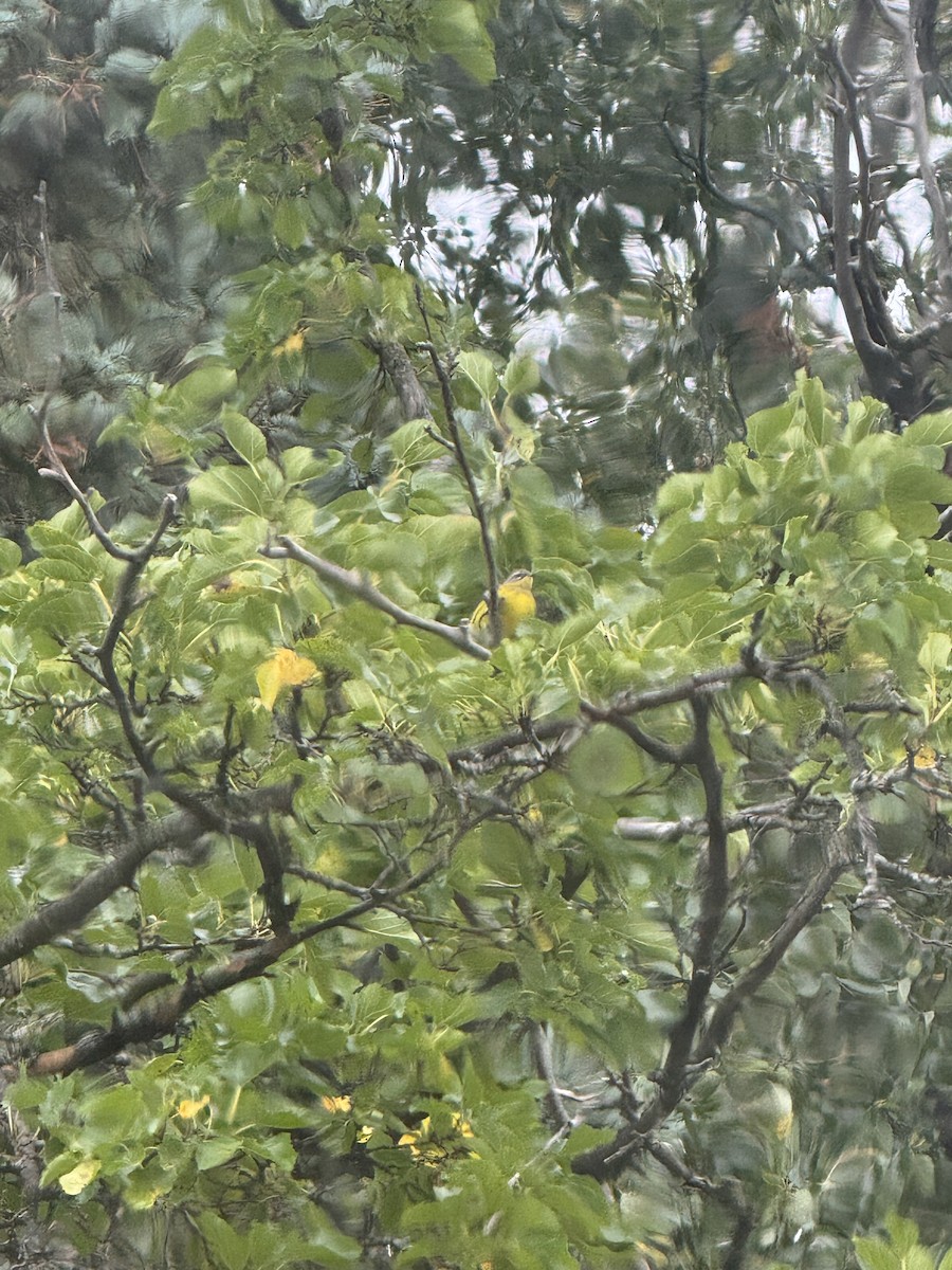 Magnolia Warbler - ML643104184