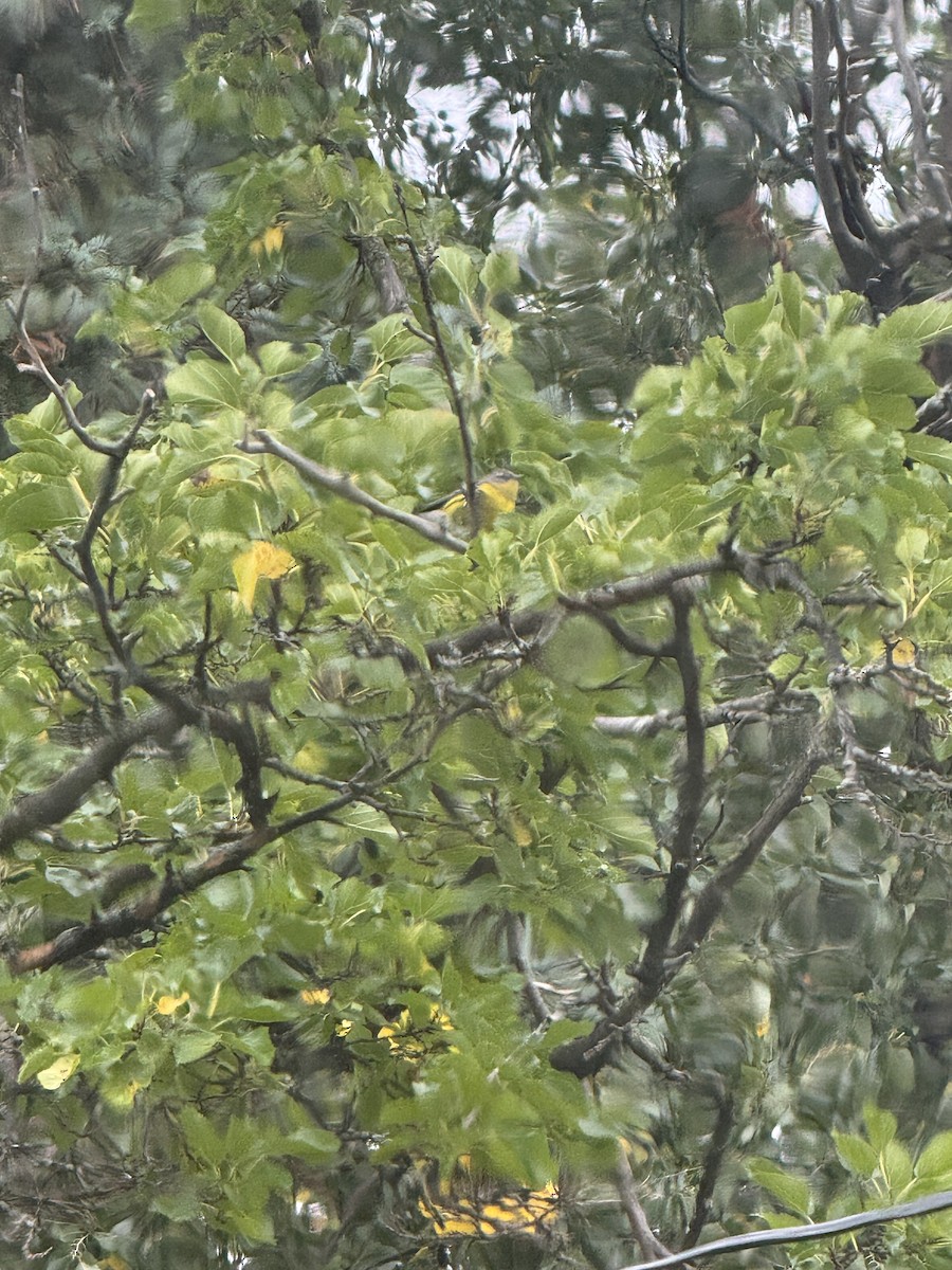 Magnolia Warbler - ML643104185