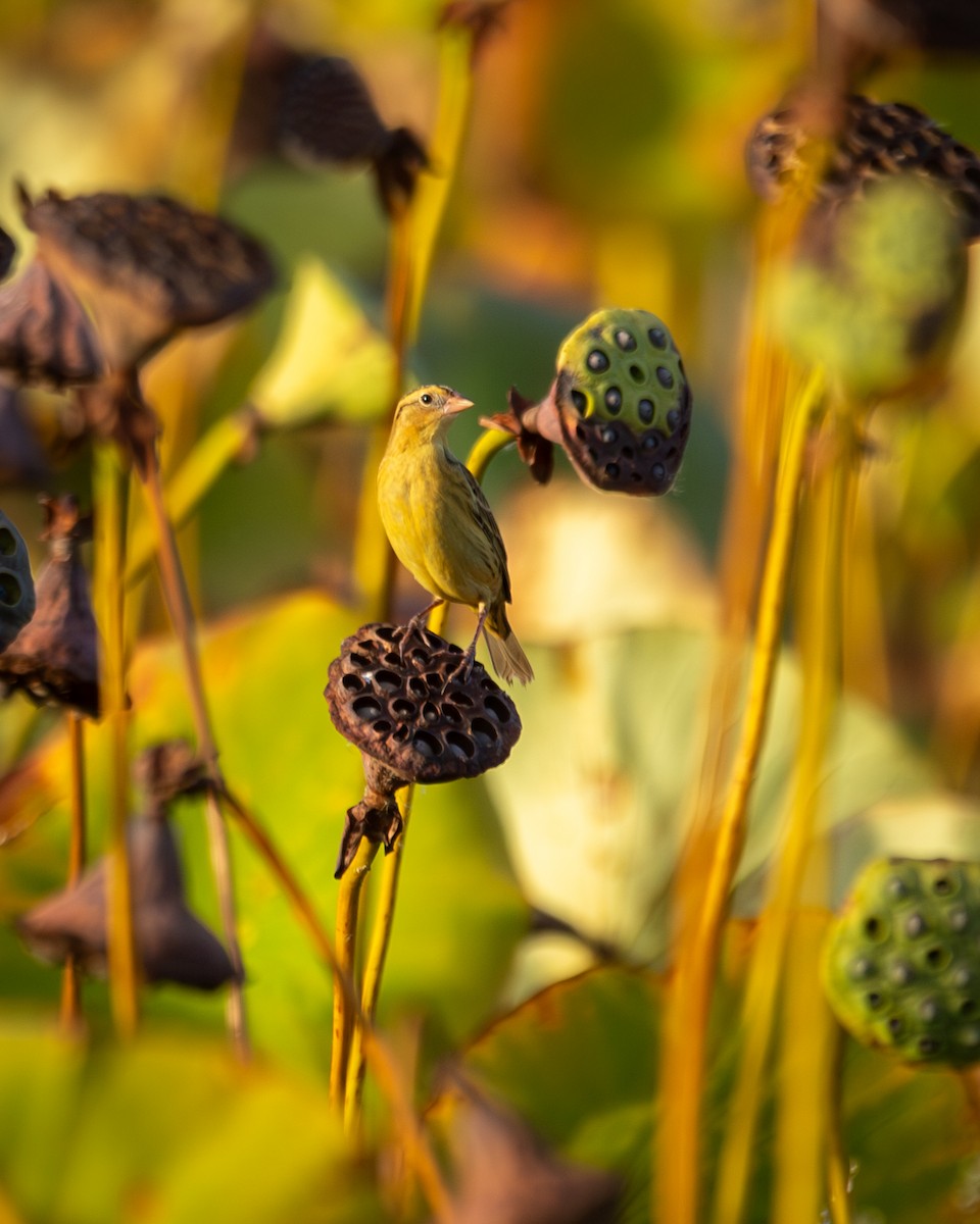 Bobolink - ML643104197