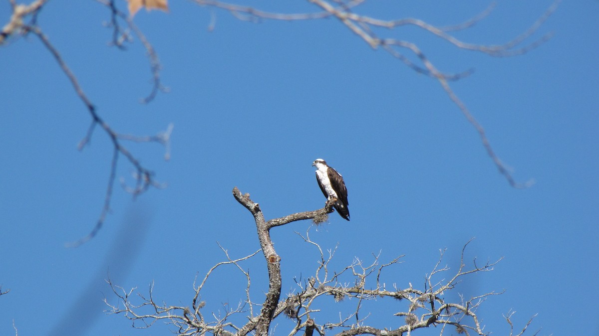 Osprey - ML643104236