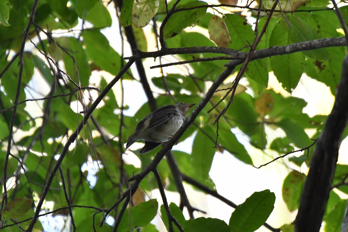 brunkinnskogtrost - ML643104240