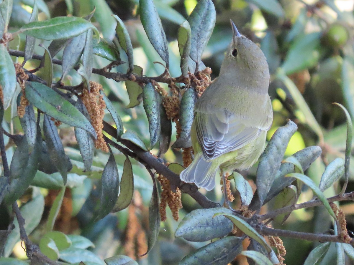 Orange-crowned Warbler (lutescens) - ML643104252