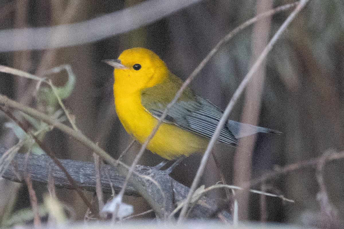 Prothonotary Warbler - ML643104261