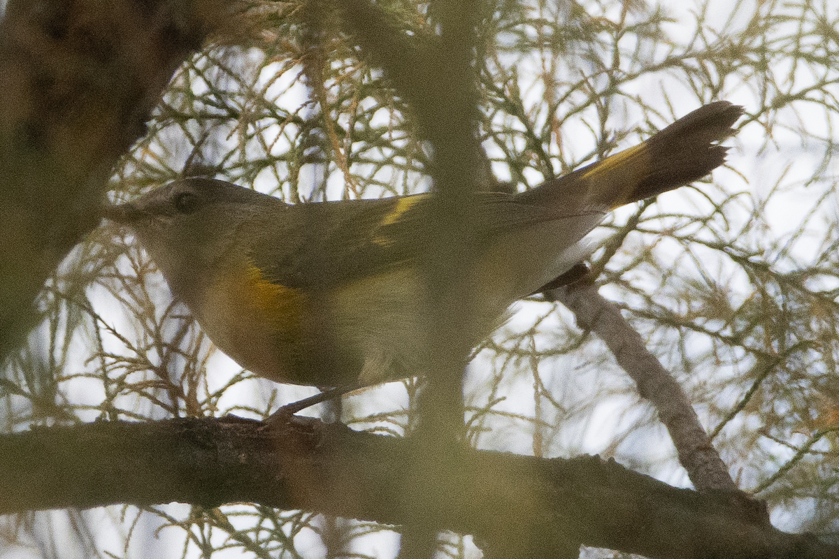 American Redstart - ML643104263
