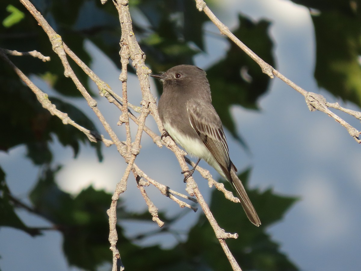 Black Phoebe - ML643104276