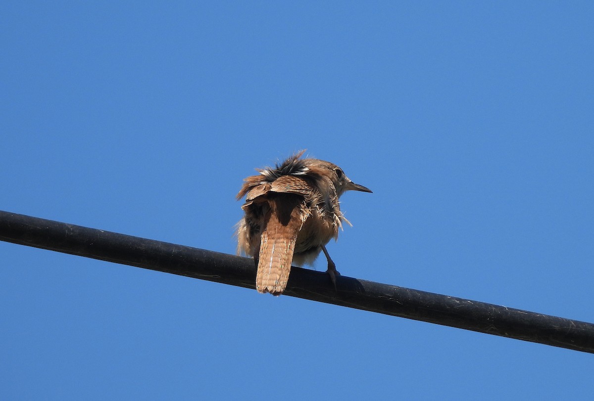Southern House Wren - ML643104331