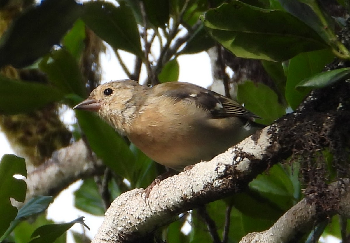 madeirafink - ML643104339