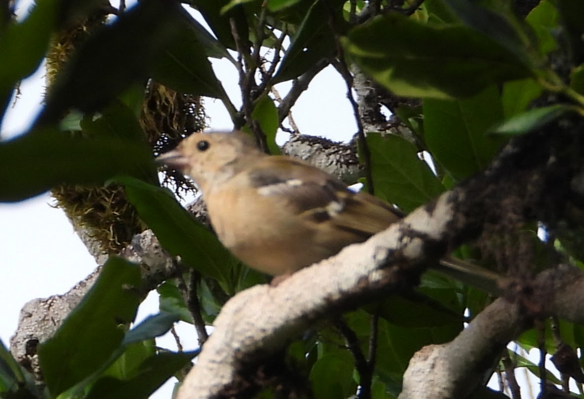 madeirafink - ML643104340