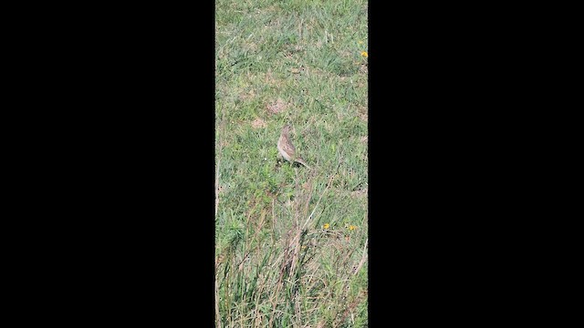 Short-billed Pipit - ML643104411