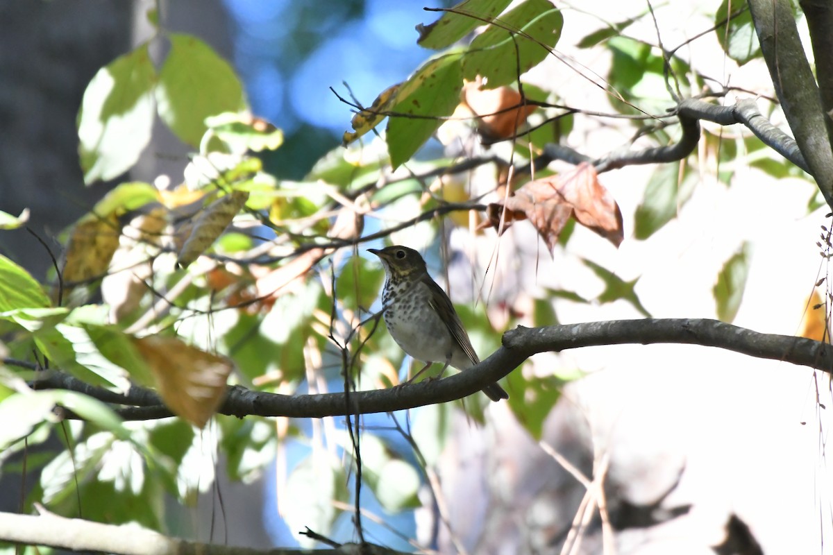 brunkinnskogtrost - ML643104421