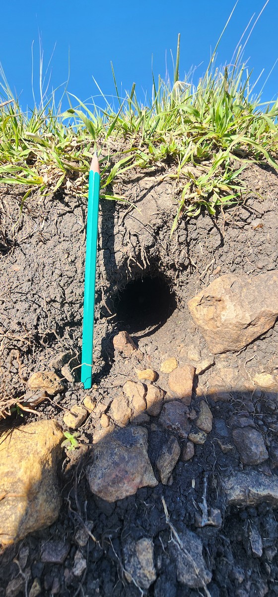 Blue-and-white Swallow - ML643104428