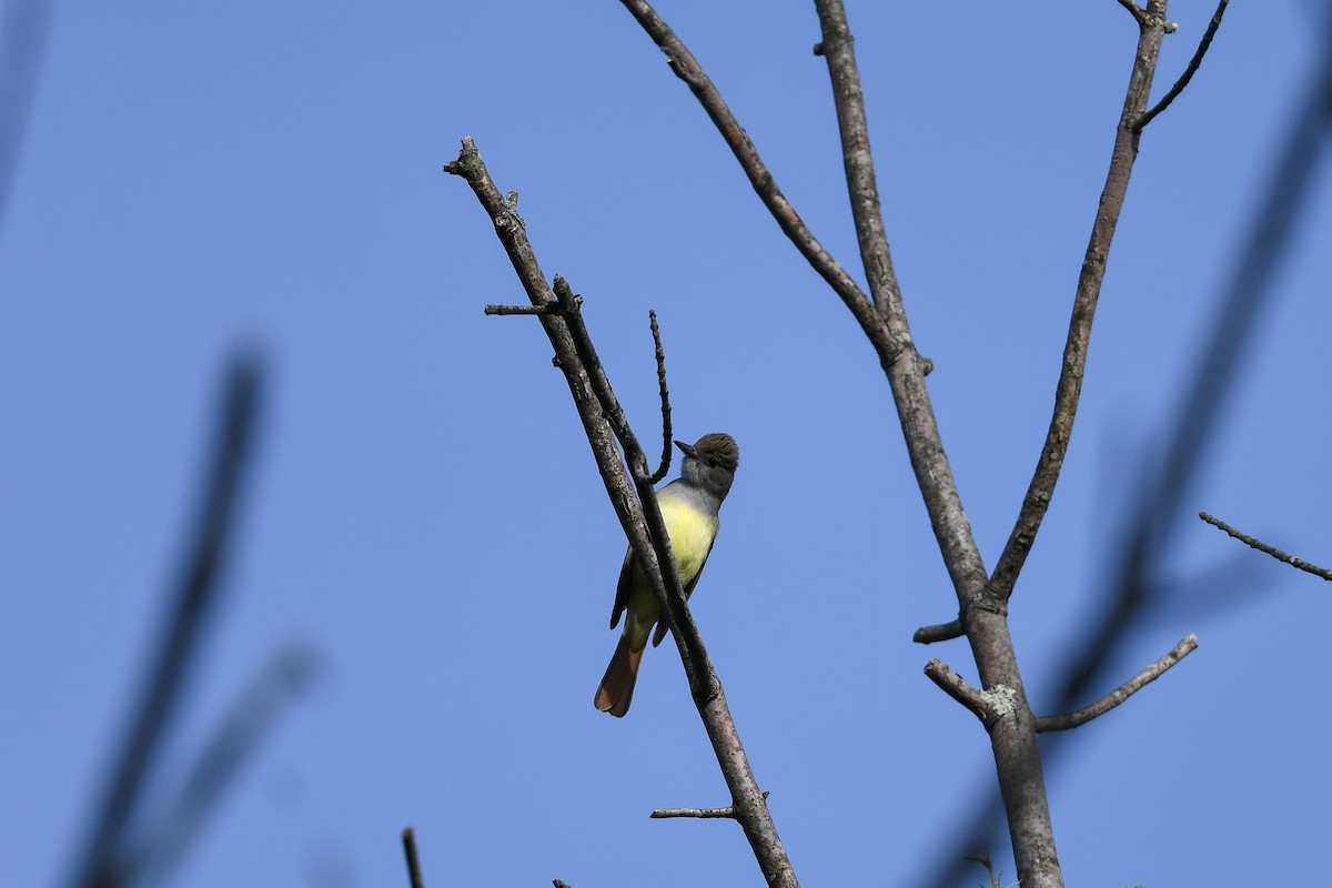 Great Crested Flycatcher - ML643104463