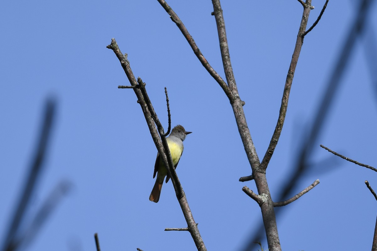 Great Crested Flycatcher - ML643104465