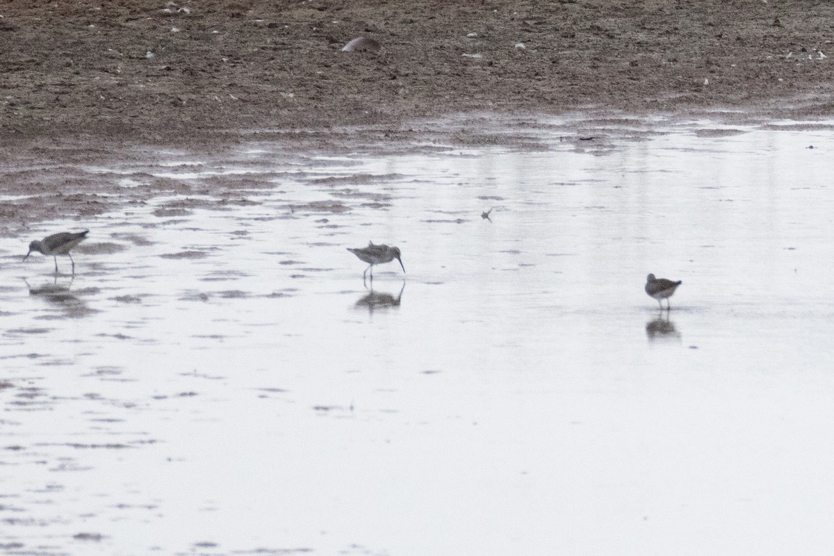 Stilt Sandpiper - ML643104466