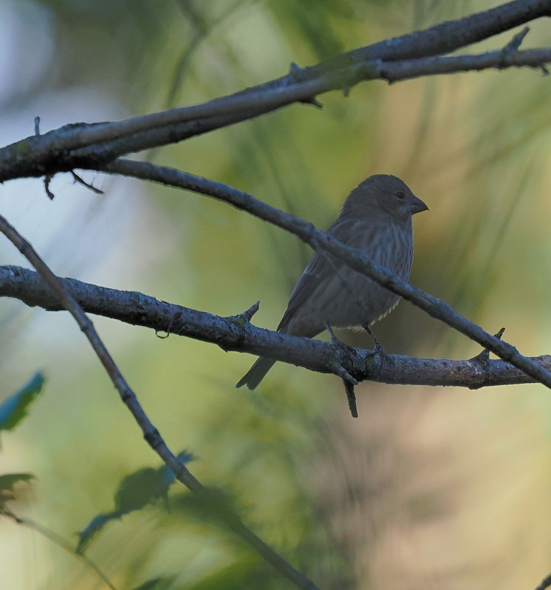 House Finch - ML643104467