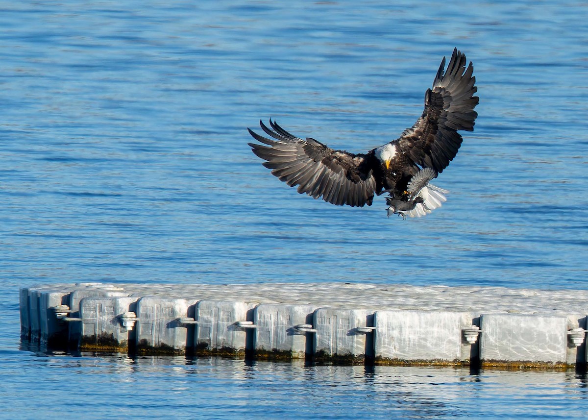 Bald Eagle - ML643104522