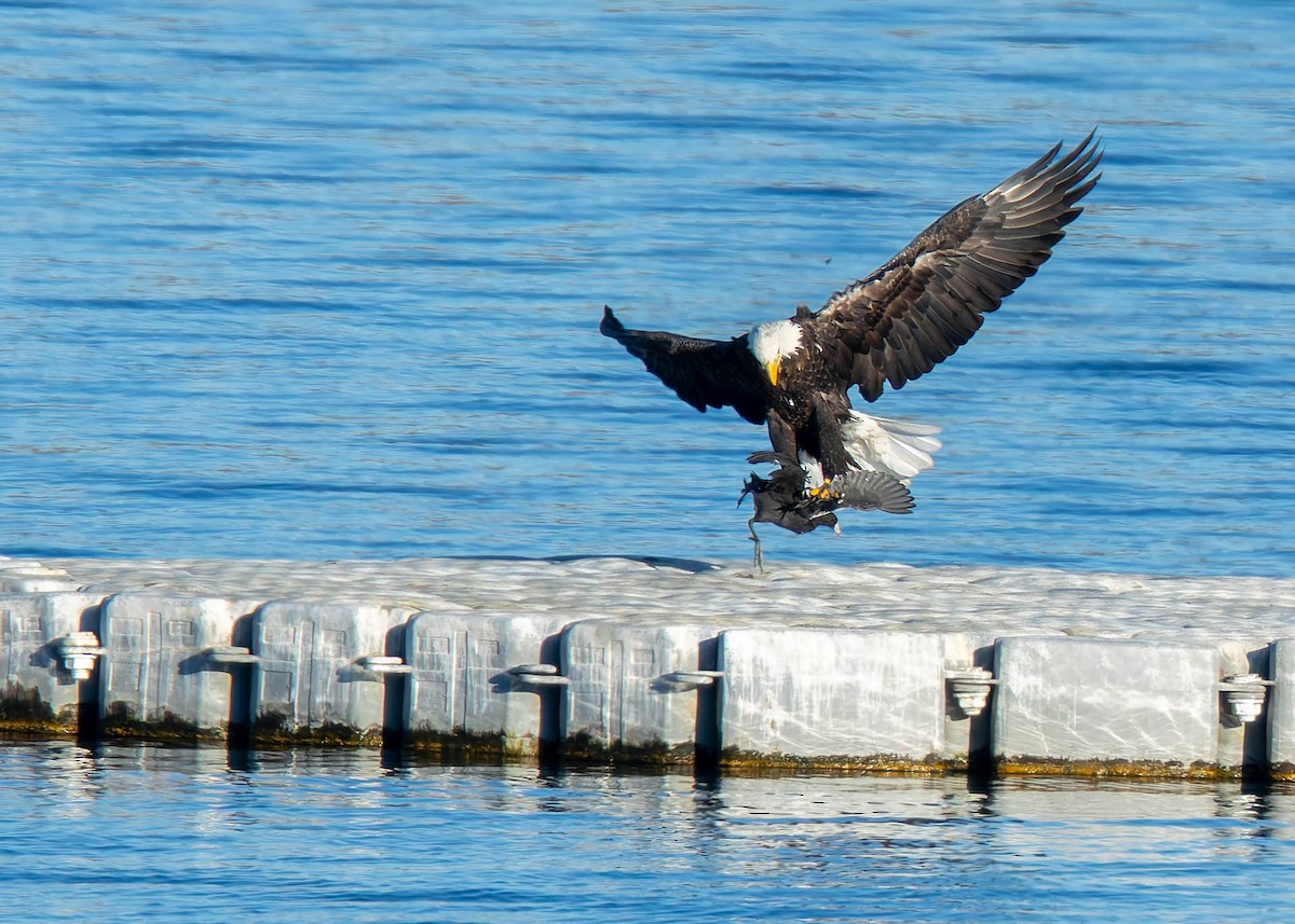 Bald Eagle - ML643104523