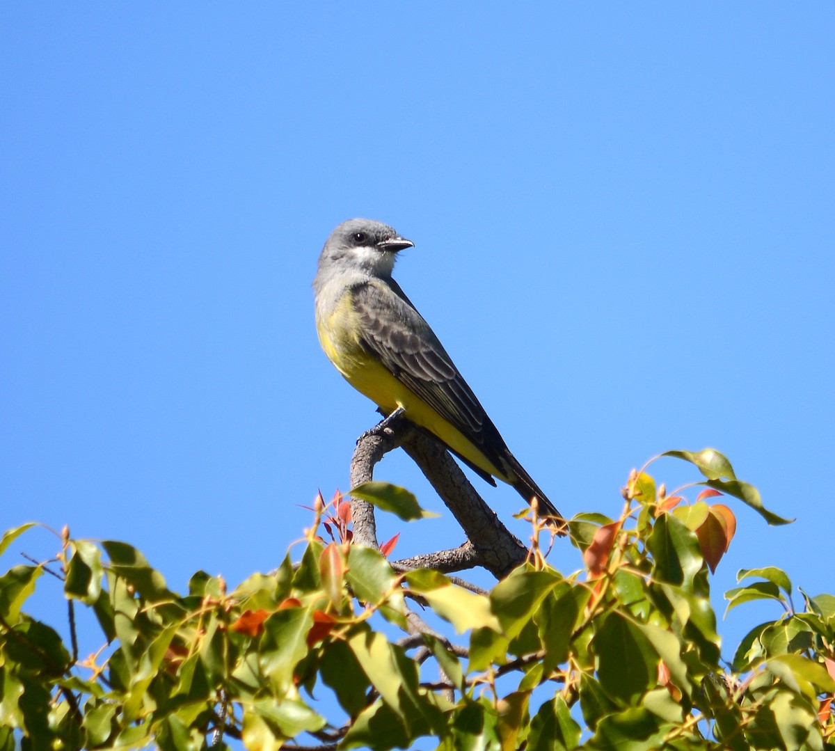 Cassin's Kingbird - ML643104568